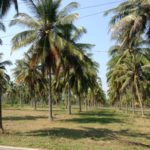 Exclusive to: www.rayavadeethailand.com | Prauchuap Khiri Khan Beach Front