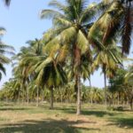 Exclusive to: www.rayavadeethailand.com | Prauchuap Khiri Khan Beach Front